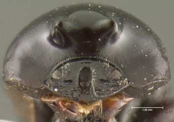 Media type: image;   Entomology 34725 Aspect: head frontal view